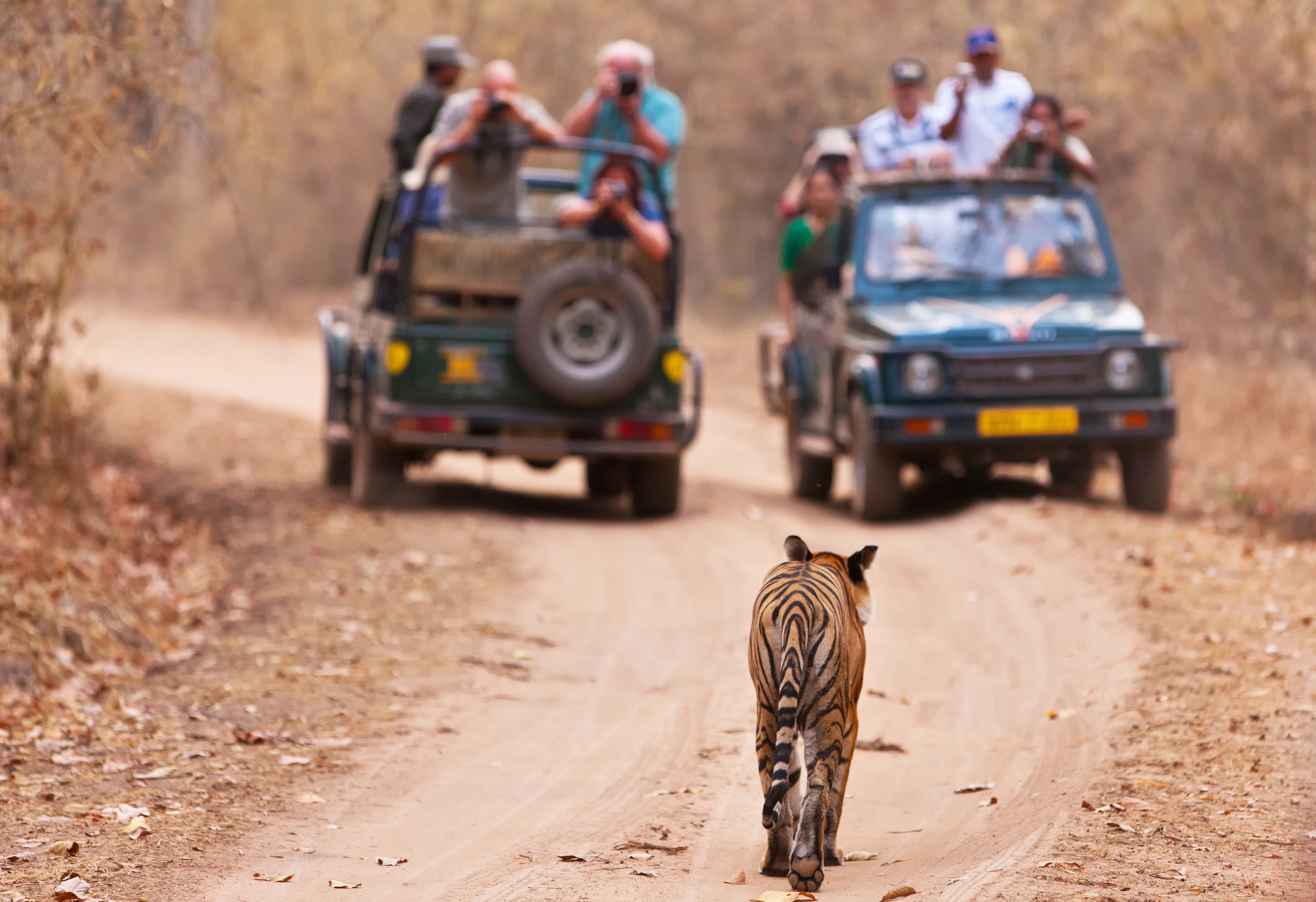 jeep safari adventure in india