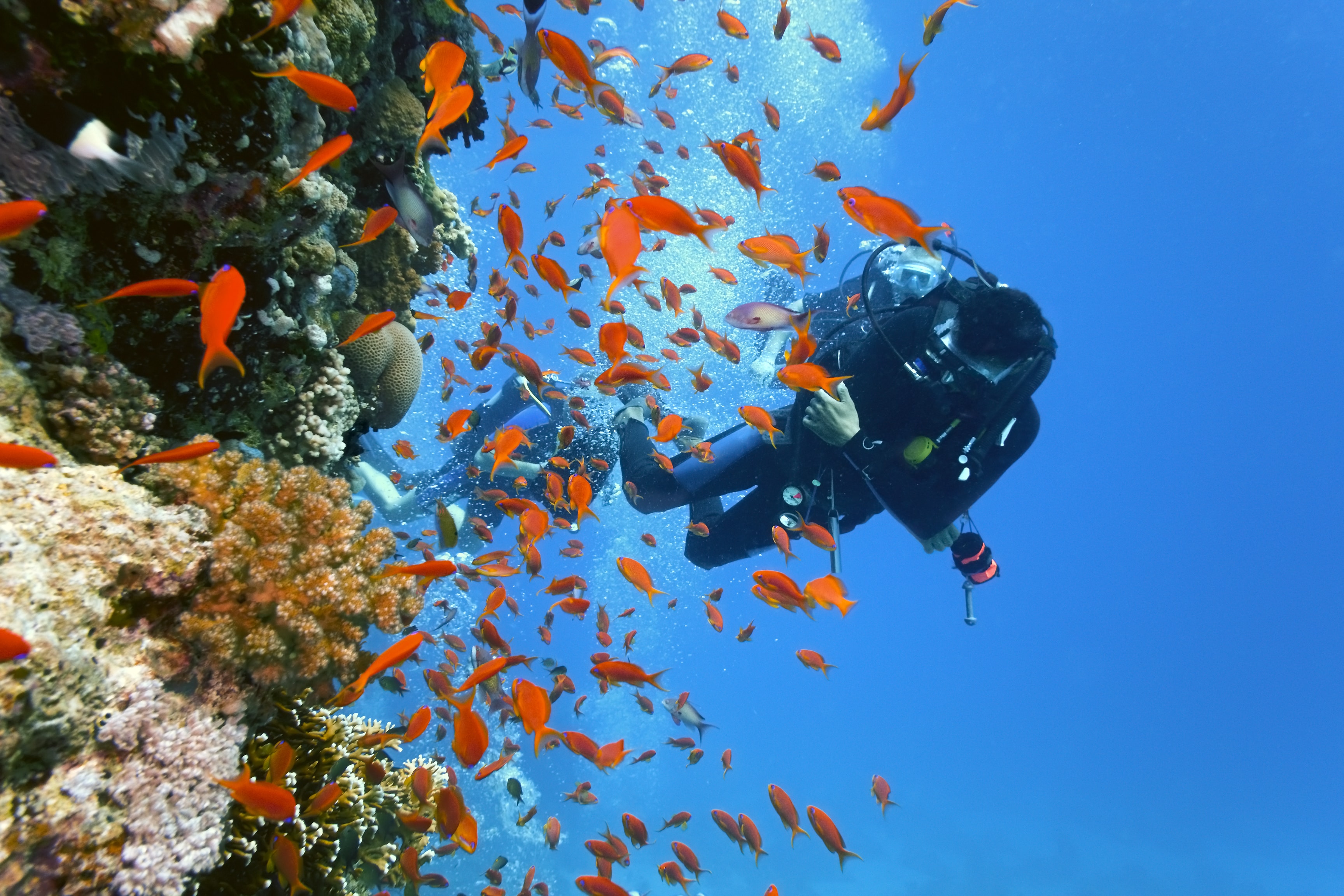 Scuba Diving Highlights: Scuba Steph'S Reels - 7tfbdrc