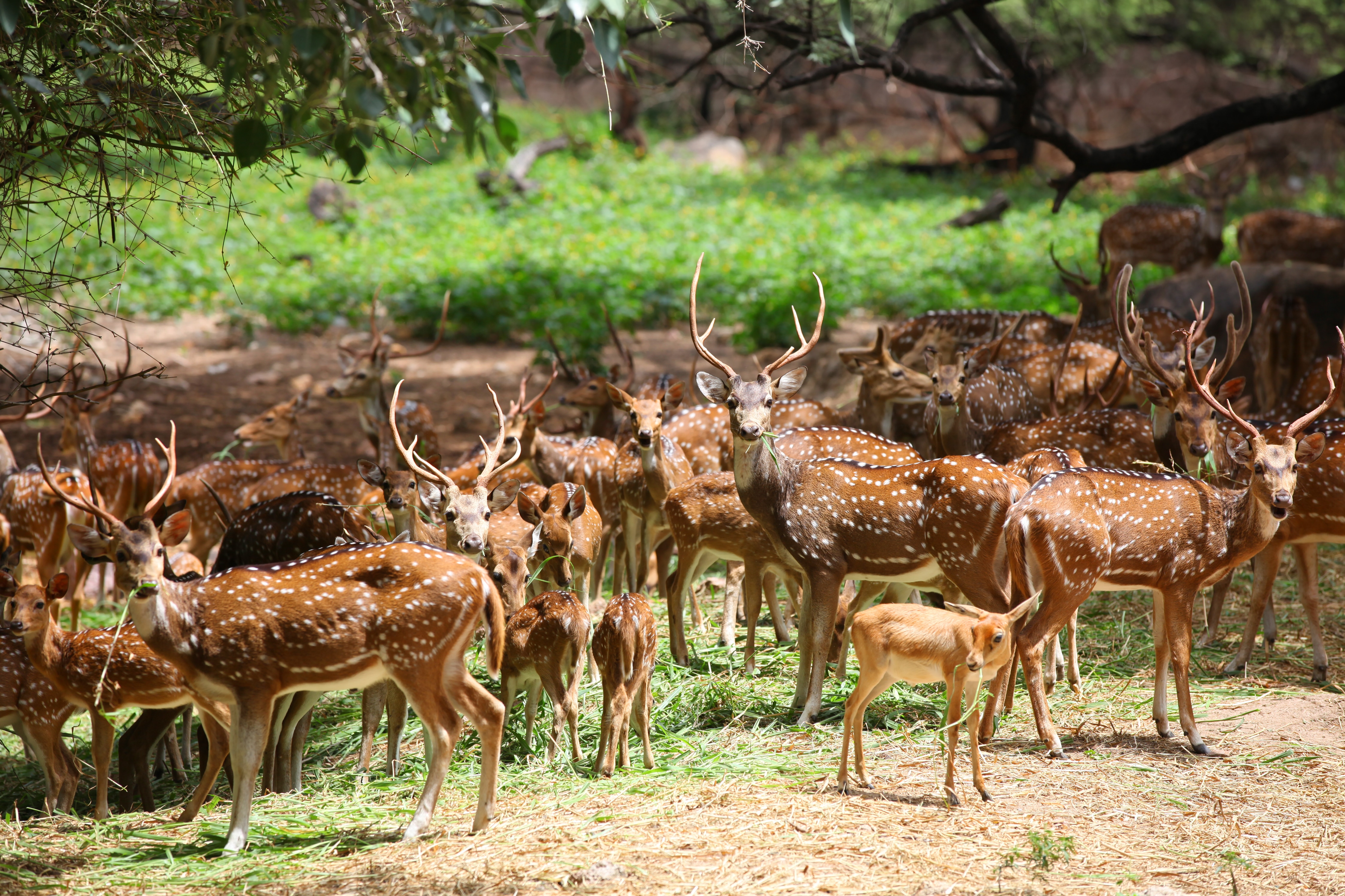 Jungle Safari At The Kalatop Wildlife Sanctuary in Khajjiar Every