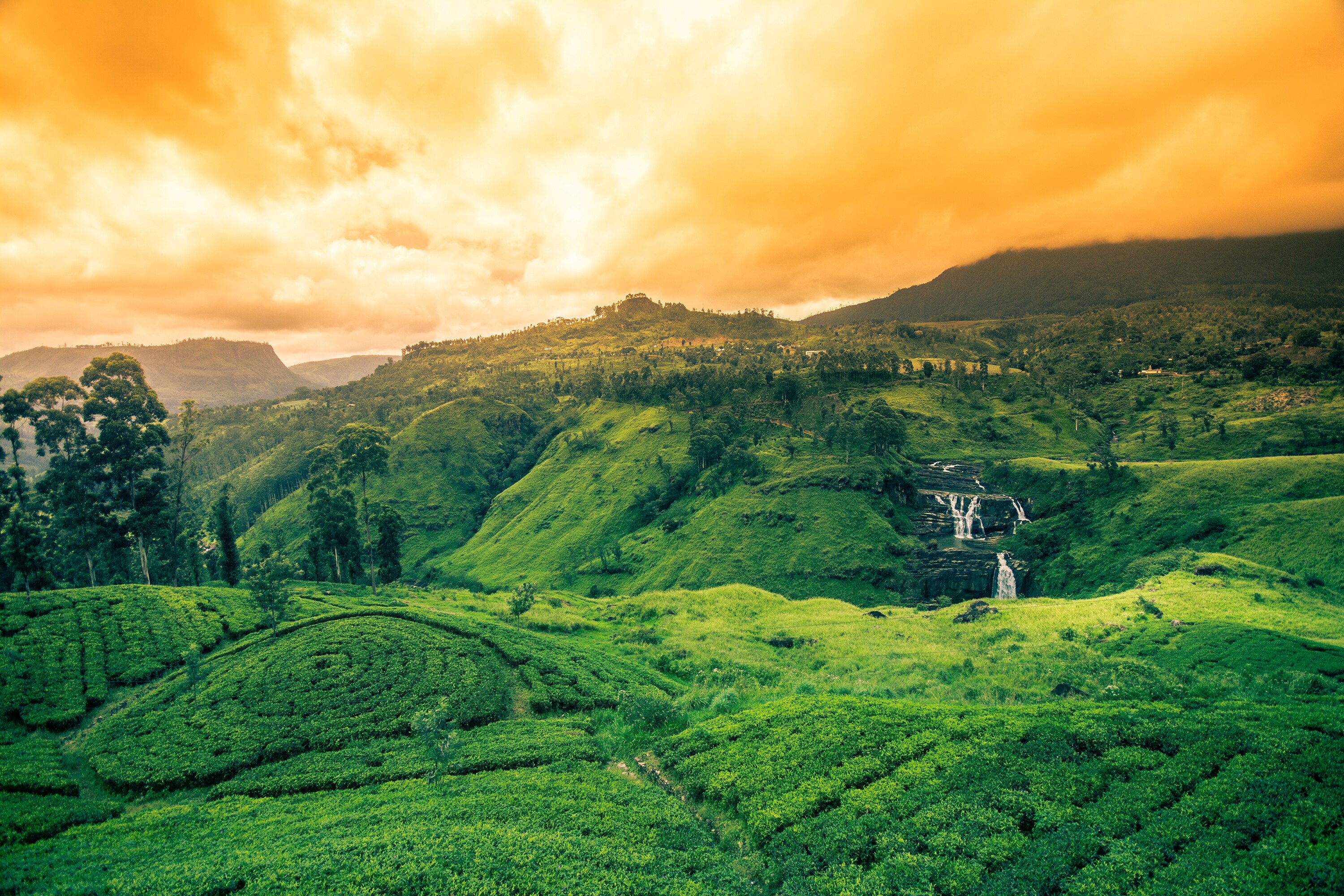 Чад великобритания шри ланка. Остров Цейлон. Канди чайные плантации. Природа Цейлона. Шри Ланка чайные плантации.
