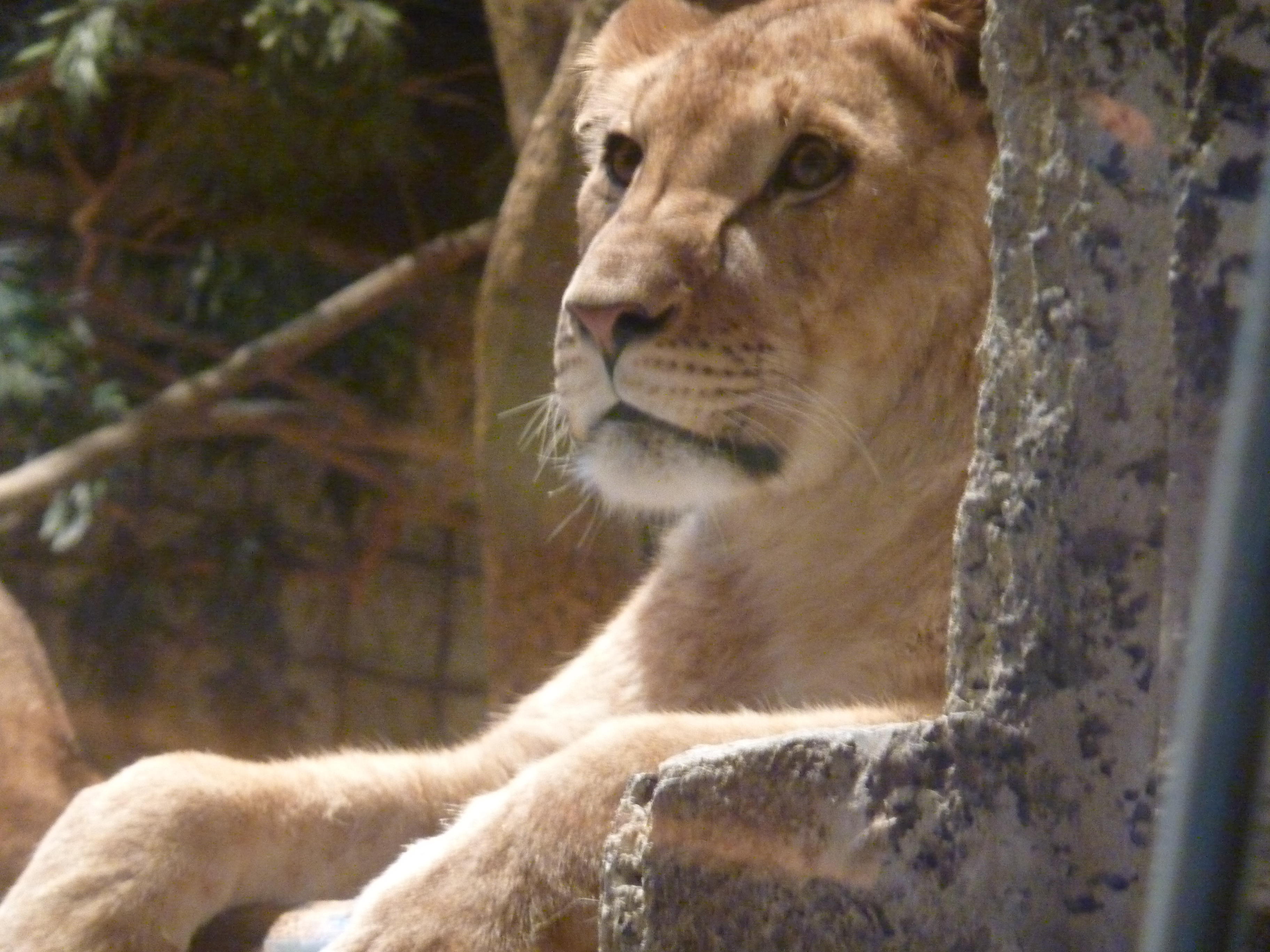 The Lion Habitat Ranch One Of The Top Attractions In Las Vegas Usa 