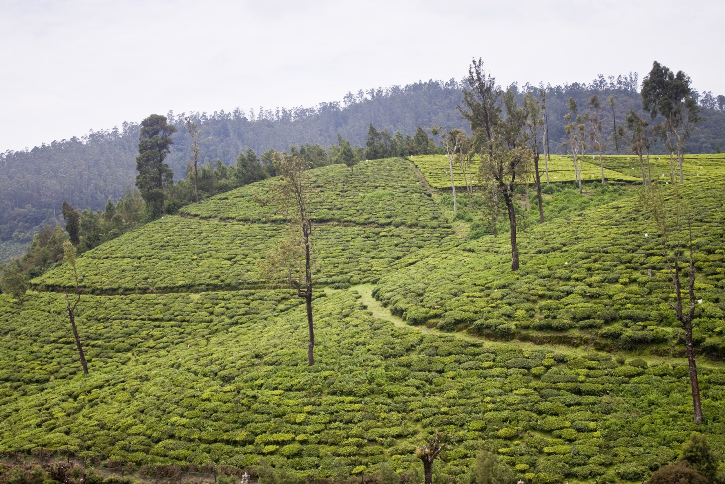 Nilgiris Tour Packages From Kolkata Book Nilgiris Packages From