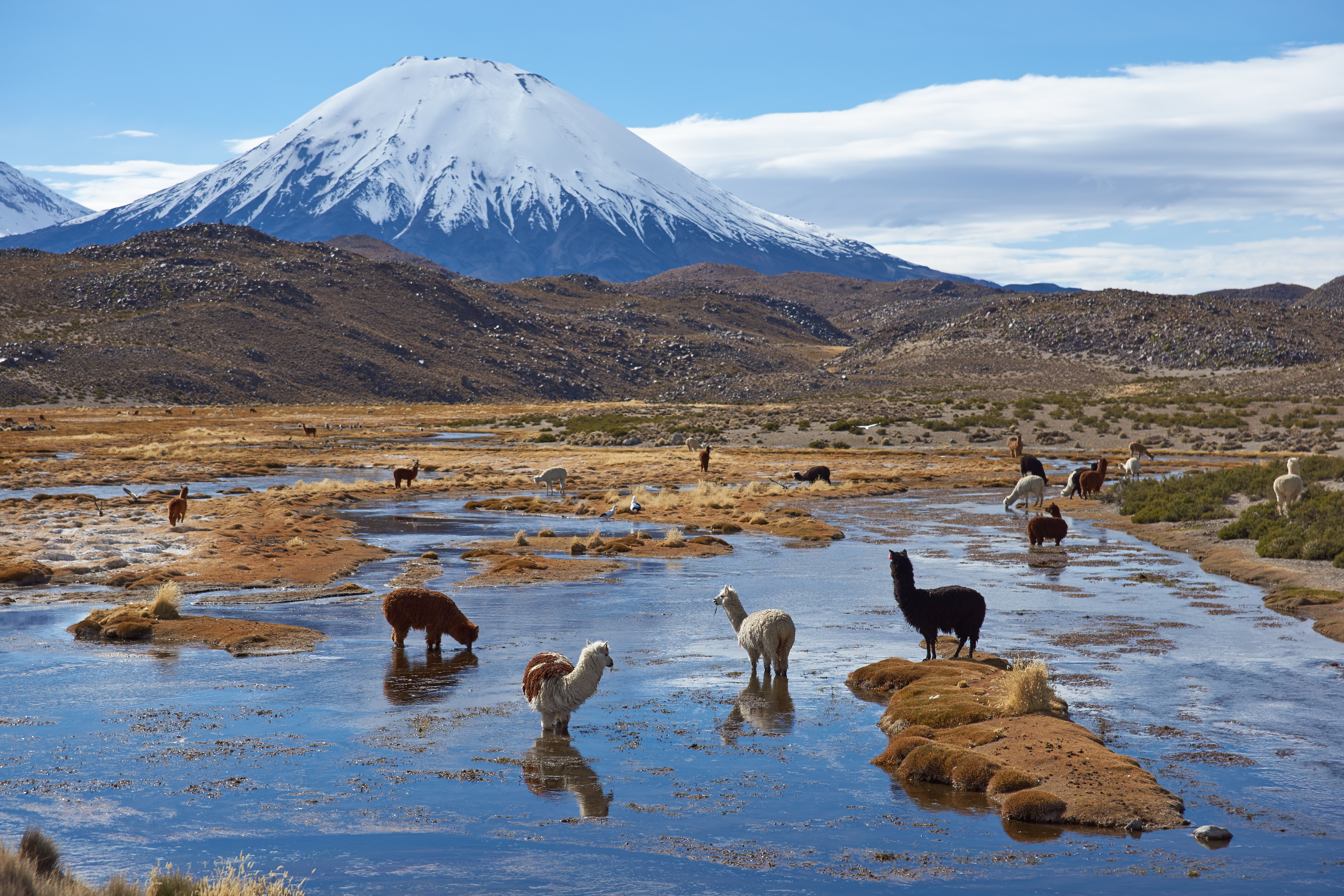 Южная америка самый засушливый из материков. Парк Лаука Чили. Национальный парк Лаука. Заповедник Лос-Фламенкос Чили. Национальный парк Лаука в Южной Америке.