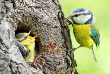 what is the difference between birding and bird watching