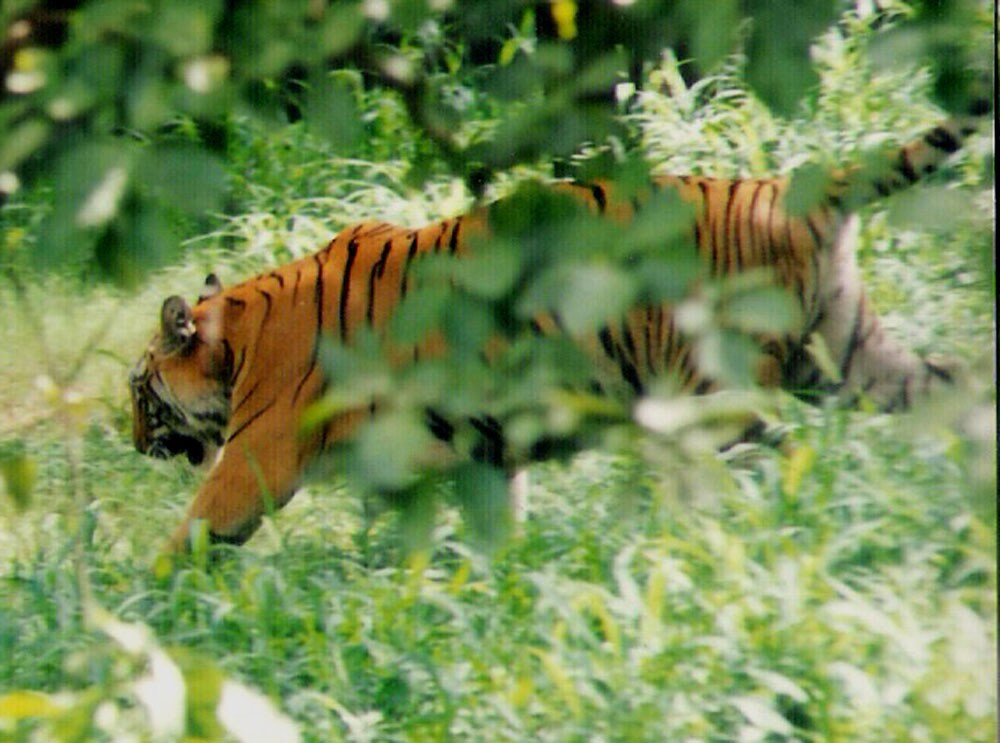 Tiger Safari