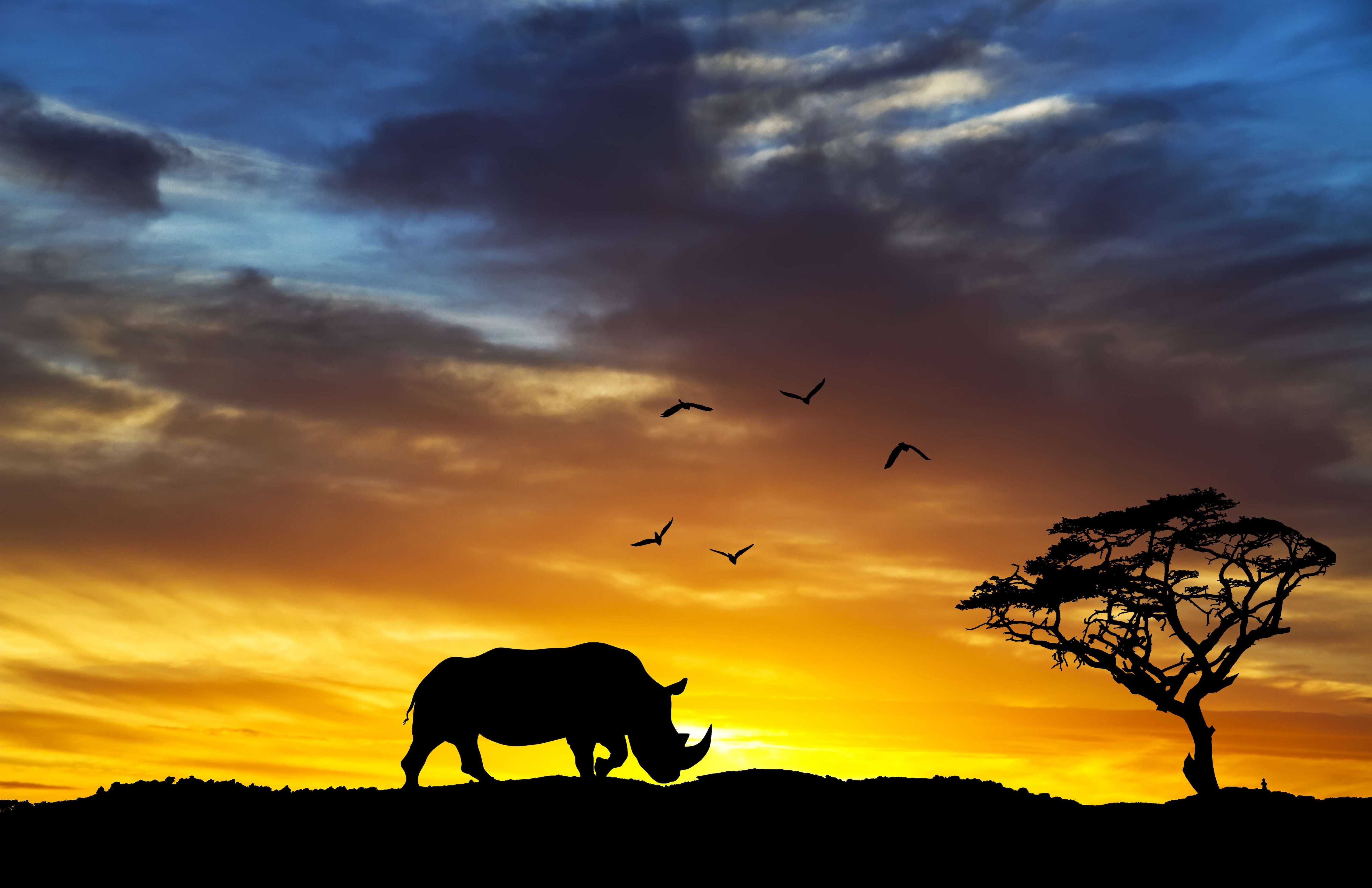 Носорог на закате скачать