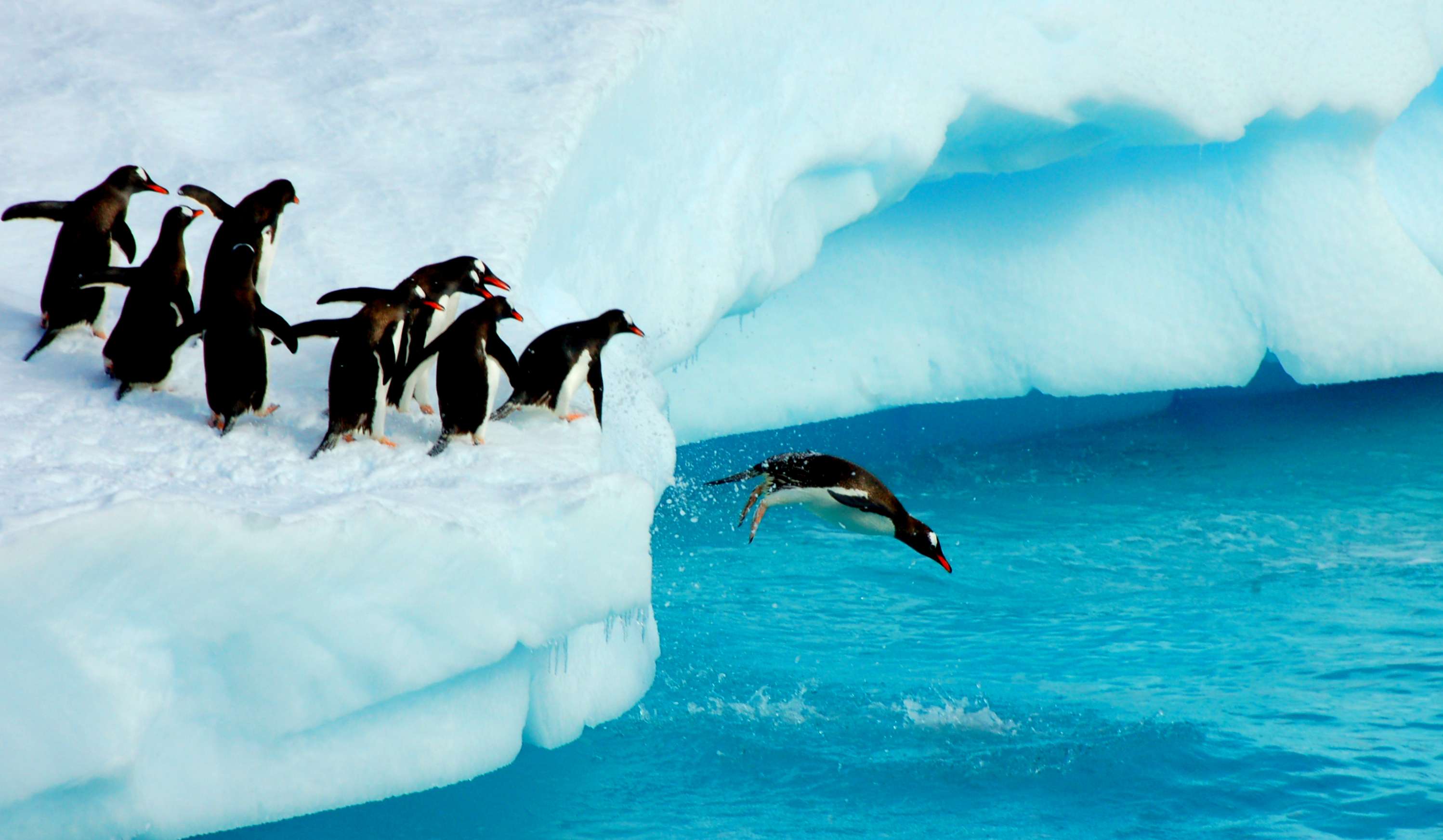 Antarctica Destination Guide | Adventure Nation