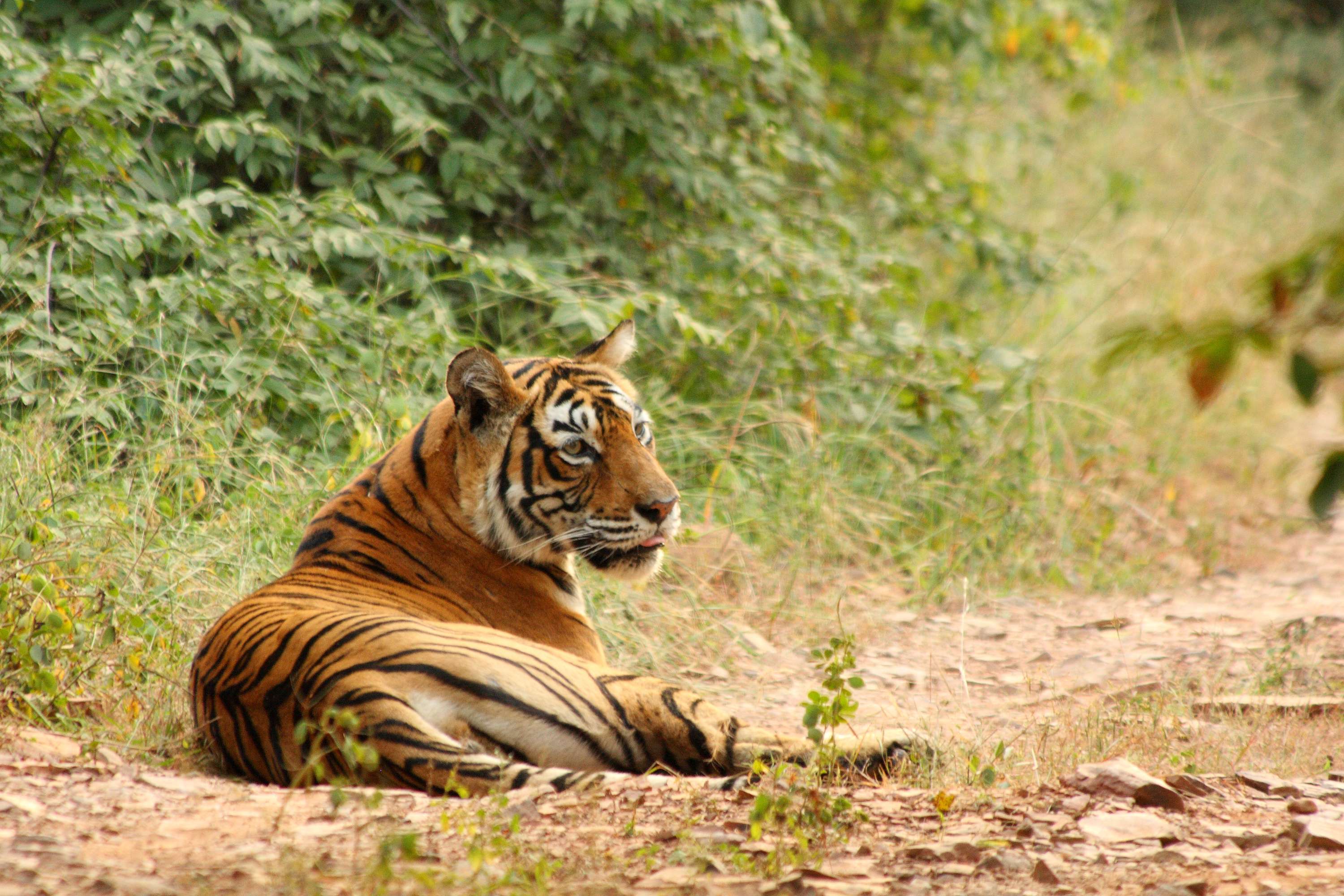 Pench Tree Lodge Wildlife Experience | Adventure Nation