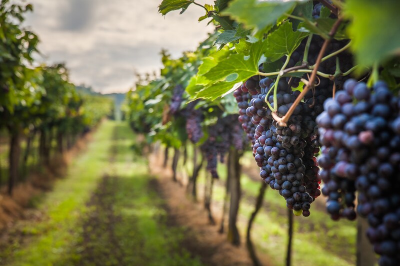 Vineyard